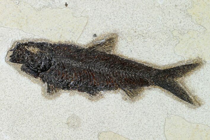 Detailed Fossil Fish (Knightia) - Wyoming #163429